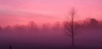 pink morning mist