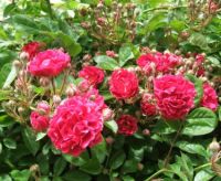 Old Fashion Climbing Roses 1