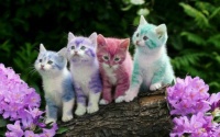 here are some colorful kittens