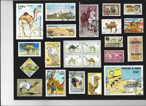 Camel Stamps