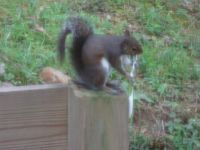 Even squirrels need good oral hygiene