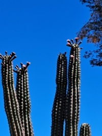 Cactus in bloom