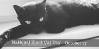 Today Is National Black Cat Day!!