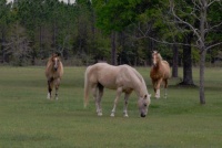 TE       the stallion  FURY   and    ROY 2011