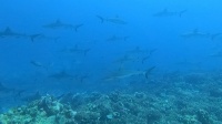 Wall of Sharks Fakarava South
