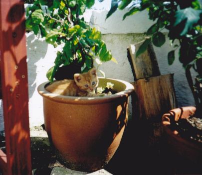 cat