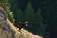 wild goat-Ceahlau,Romania