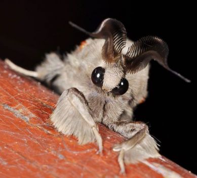 Venezuelan horny moth
