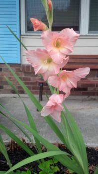 Gladiolus In My Front Yard