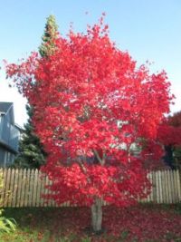 Autumn !