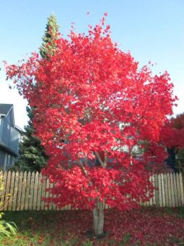 Autumn !