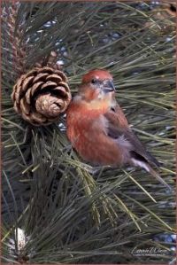 Red Crossbill by Lonnie Wiess