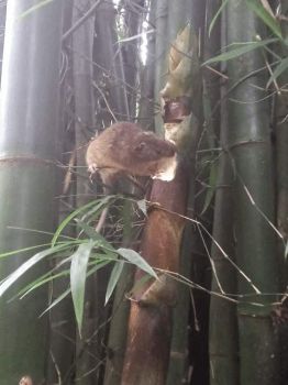 Bamboo rat eating bamboo