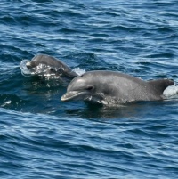 Dolphins near Long Island,  NY,  8-28-22