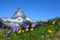 Matterhorn mit Frühlingswiese