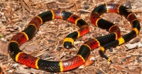 Coral Snake