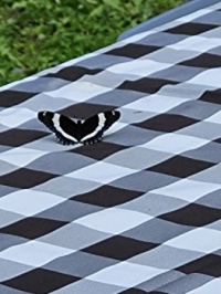 Find the butterfly