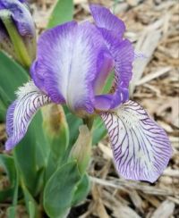Miniature Dwarf Bearded Iris 'Scribe'