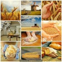 From harvest to table 🌾🍞
