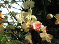 Kew Orchids (4)