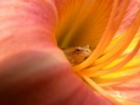 Frog in a Daylily