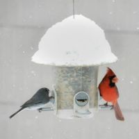cardinal with snow on the roof