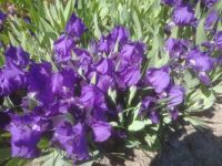 Mini Purple Iris