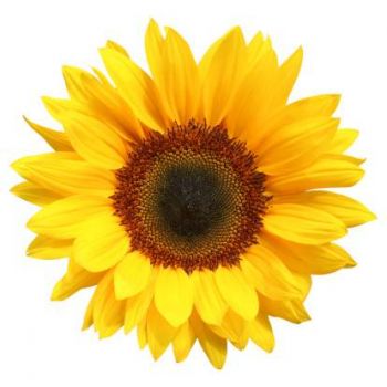 sunflower-isolated-picture-id174648035