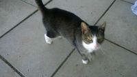 Tom