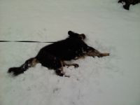 Big Goofy Dog in Snow 
