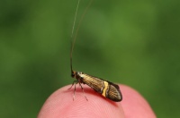 yellow-barred long-horn moth - Nemophora degeerella (geelbandlangsprietmot)