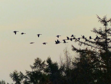 geese in fading light