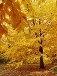 Yellow birch Tree