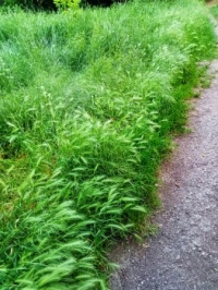 Path