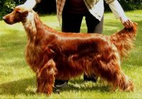 Our beautiful Tootsie