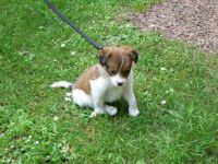 Cody de Kooikerpup