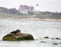 Nobska Lighthouse With Seal On A Rock
