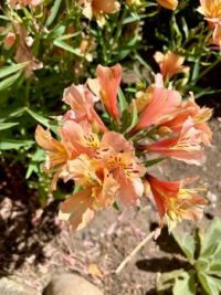 Mission Flower