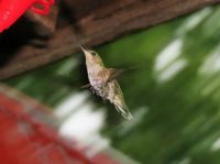hummers 7-28-2015 079