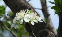 plum blossoms