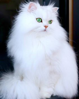 Pretty white cat with beautiful green eyes!