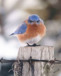 The Mad Bluebird