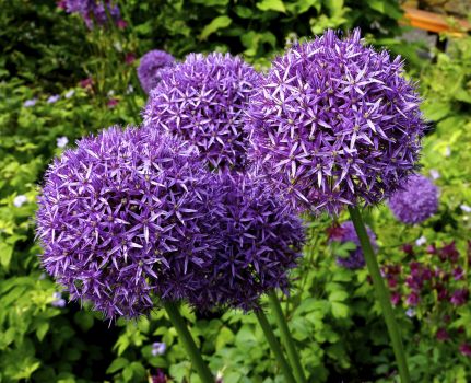 Solve Persian Blue Allium jigsaw puzzle online with 208 pieces