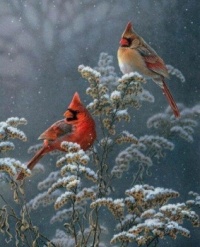 Cardinal Birds