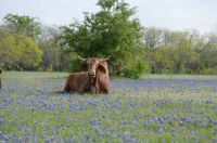 Texas bull and bluebonnets