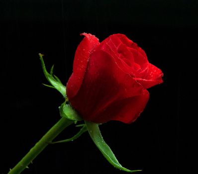 red-rose-7