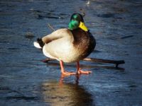Ducky on ice