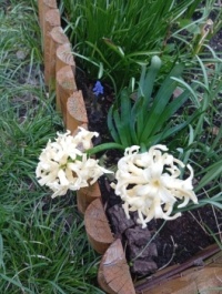 Žluté hyacinty