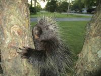 Just hanging out..Porcupine