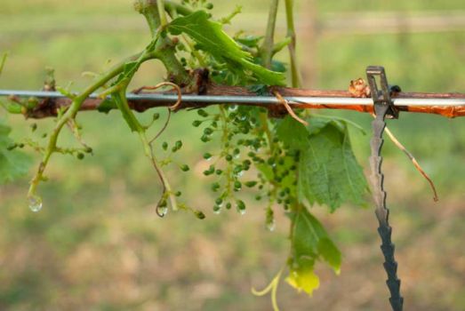 poormalbecgrapes